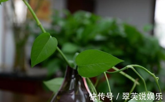 养花|花店老板说往绿萝君子兰盆里塞点它,叶子黑亮,疯狂开花!