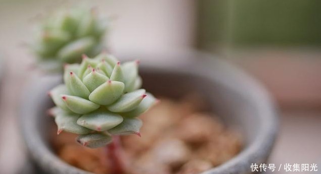 3种花被称“夏必死”,买一盆死一盆,新手花友别踩雷!