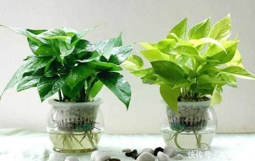 绿萝|新房通风多久能住人4个月还是一年半载内行人都不对
