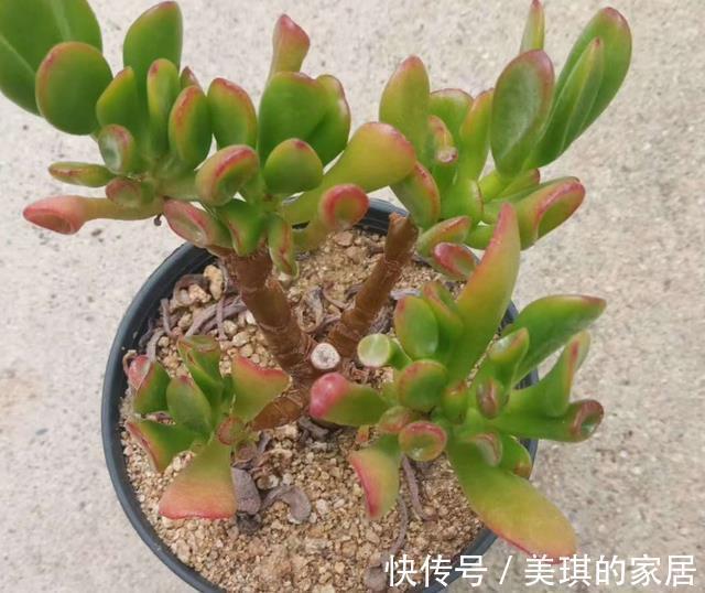 多肉|多肉叶子干瘪,怎么浇水都没用?这4方面出错,改掉才有救