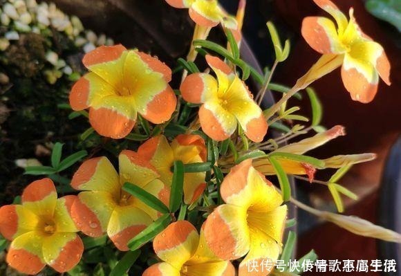 养花|阳台养花,就选这几种,一个月不浇水,也能打鸡血似的开满花!