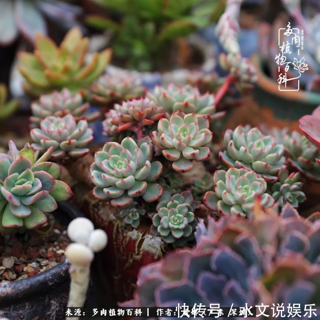 日子|笼子里露养的多肉,越养越美!有多肉的日子伴着小确幸!