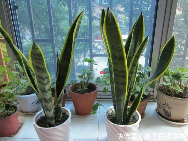 虎皮兰太好养了,剪段叶子,插土里就能活