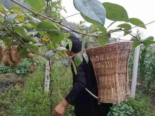 正宗|即将消失的三种农村水果,“正宗”农村人都吃过,第三种像音符