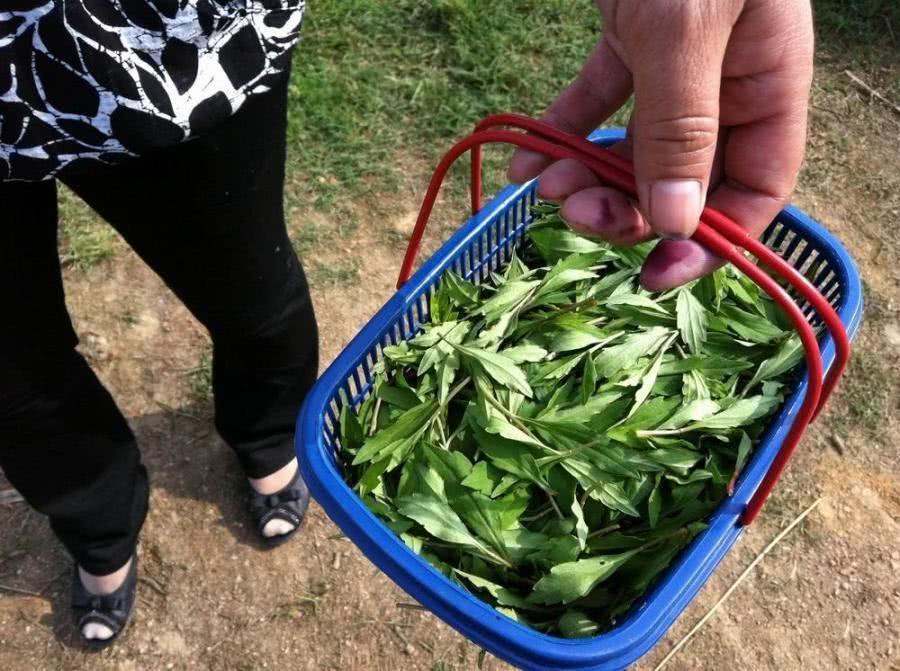 马兰头|此“野菜”,具有清热解毒,促进消化等多种功效,比荠菜更好吃