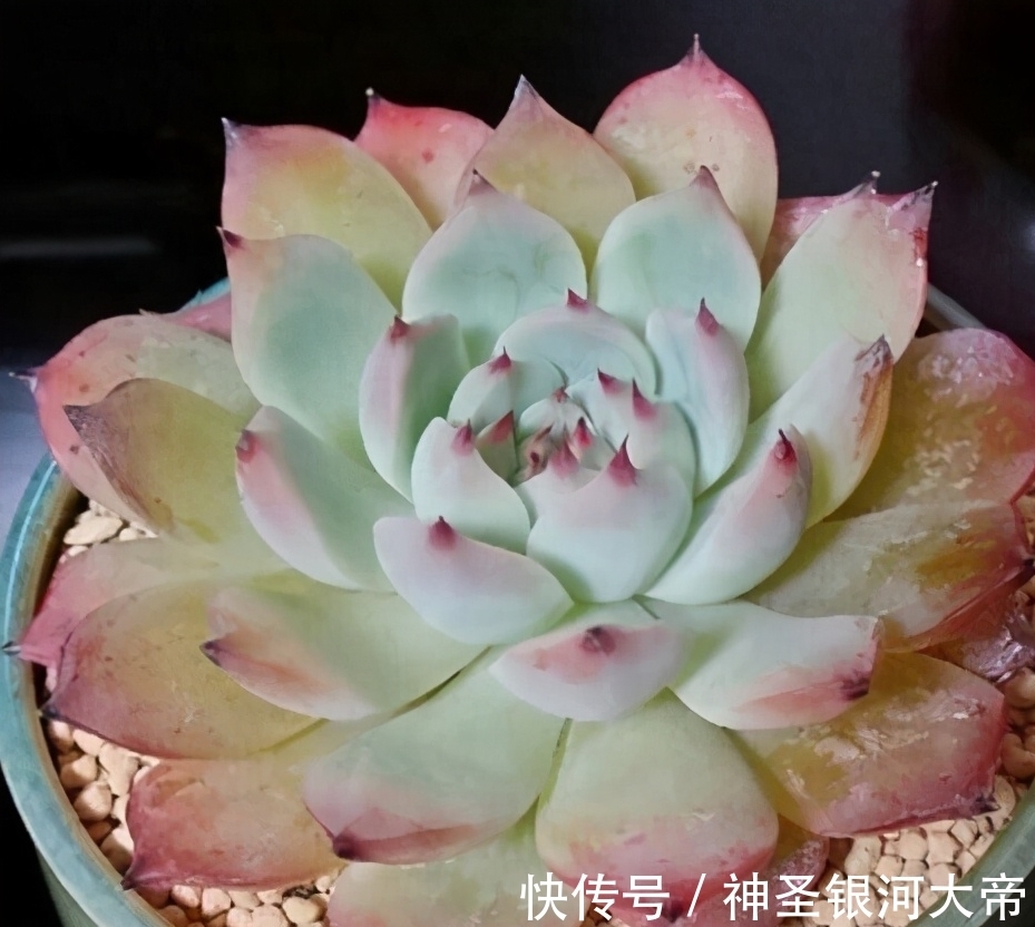 冬天多肉“虚弱期”,4个“难坎”要牢记,舍得冻一冻也许更美丽