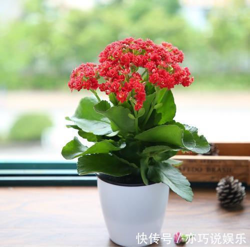 太阳花|耐晒又耐热,这几种花夏天养,太阳越大晒得越美