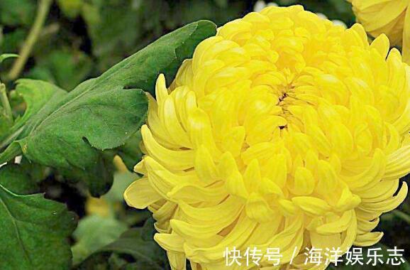 夏季想养菊花选“绿水秋波”开花似“毛球”超可爱,养上值了