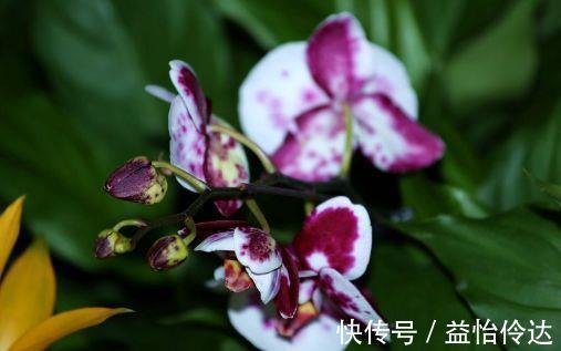 花蕾|几款花卉,花大色艳胜玫瑰,四季有花开,花香四溢飘满屋