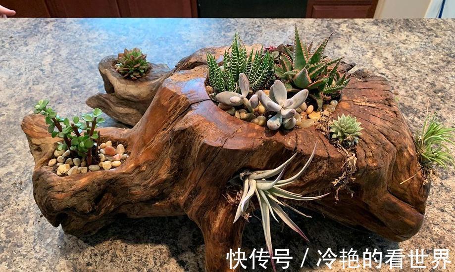 多肉|树桩与多肉植物是最配的，用来给花园造景，很有田园气息