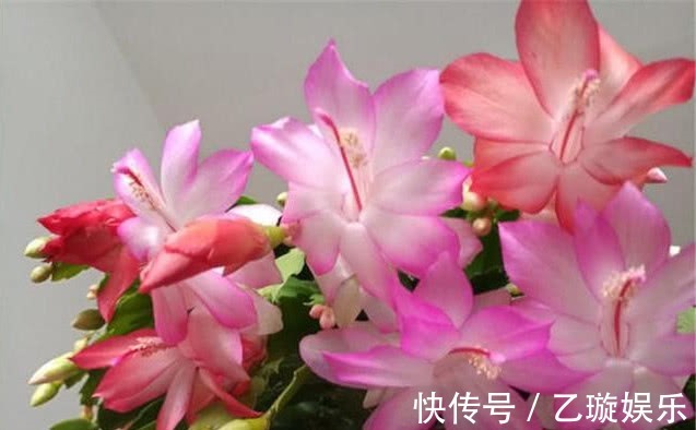 蟹爪兰瘦弱不开花,摸透它的“脾气”,叶片肥厚,花开不断爆满盆