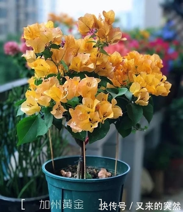 越冬|家里有这花,露养断水2个月,安全越冬50盆