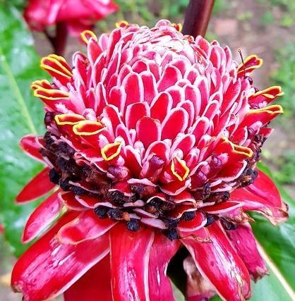 火炬姜:另类玫瑰瓷玫瑰,有玫瑰之艳丽,牡丹之华贵