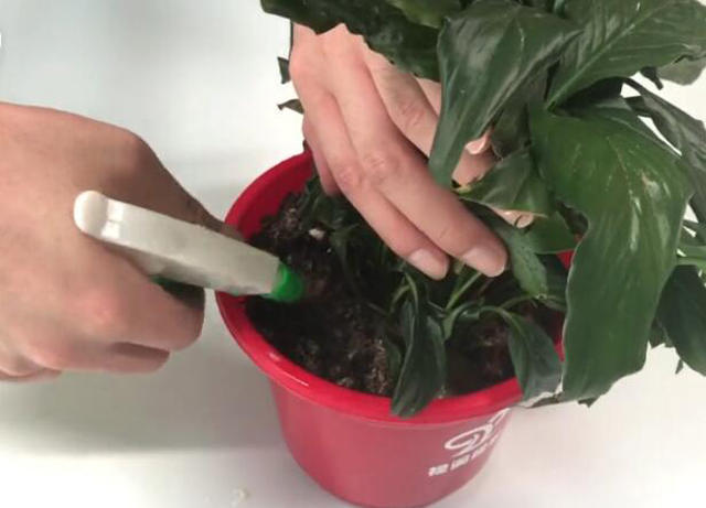 花盆|花盆里滋生小虫子怎么办花卉市场老板教我一招，虫子不再有！