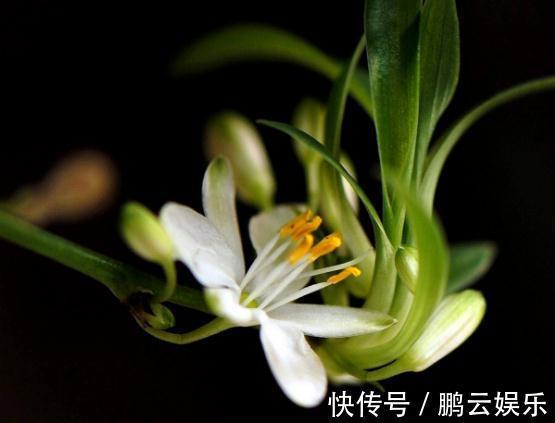 不管是啥“兰”，盆里灌点“酸水”，土壤松、根系壮，盆盆爆花