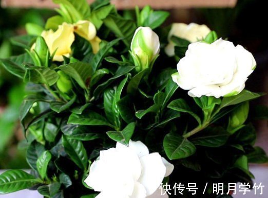 花友|栀子,茉莉不要抱怨养得不好用这种“肥水”浇,疯了不能坚持很久,旺盛