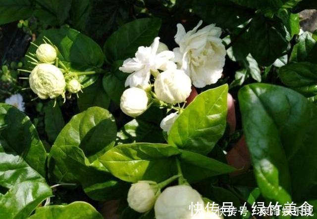 发黄|不会养茉莉花,就按4步走,叶片不发黄,花苞爆满盆