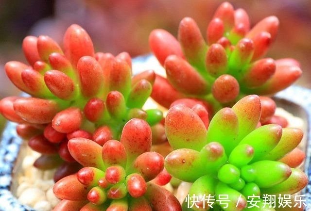 此些多肉最好养,长得还快,新手都可以养到爆盆