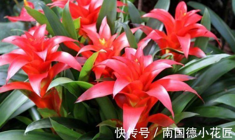 虞美人|9月2日-9月17日，庭院选这几款花，一盆可开千百朵，花开美轮美奂