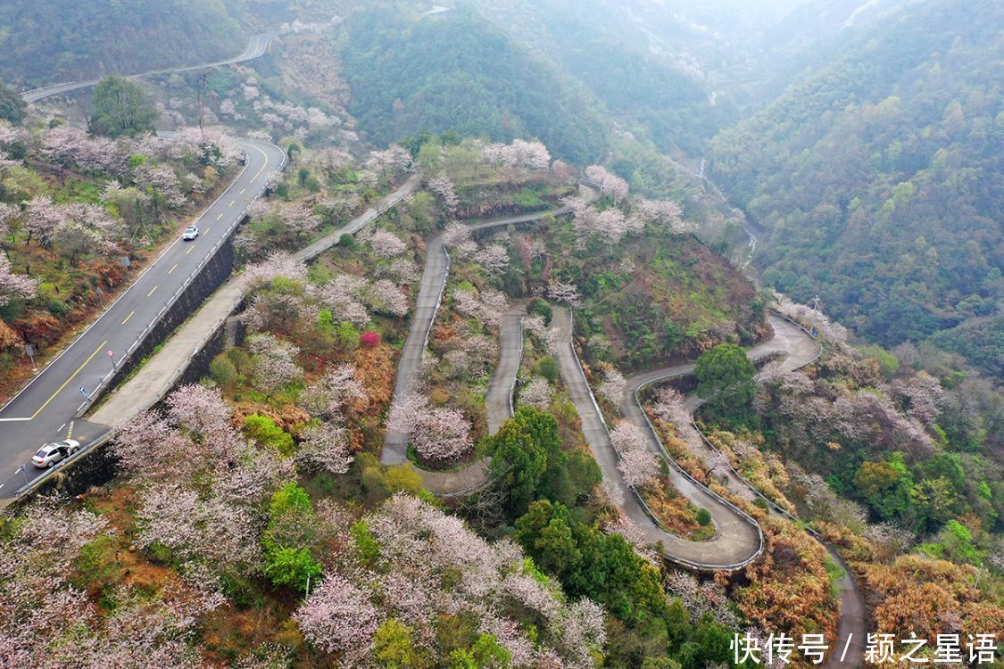 高山村落，樱花盛开，天空之境，天上人间