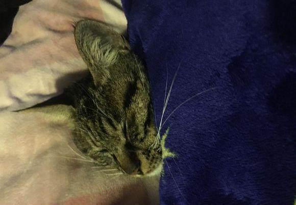 导尿管|七块五买回一只中华田园猫,谁知喂养六年后,噩梦开始了