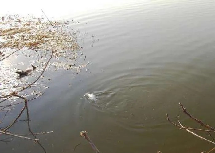 冬钓大板鲫关键在找鱼,这5个地方“藏鱼”多,找到拿黄金都不换