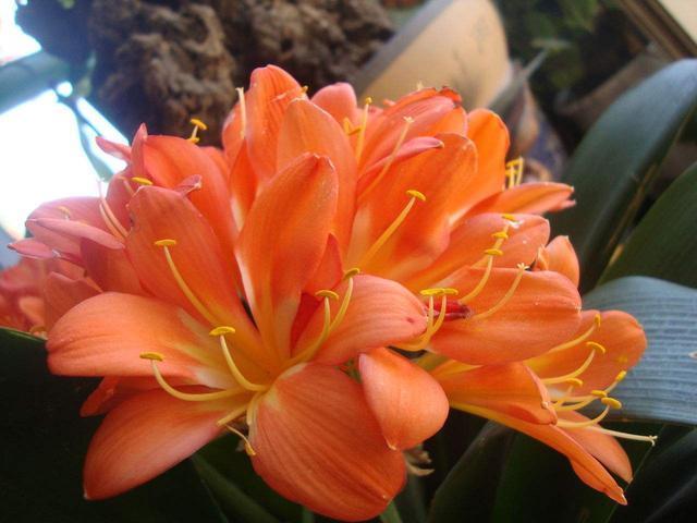 君子兰|大爷养君子兰, 秘密全在盆底,花箭头上长花苞,叶子油亮亮!