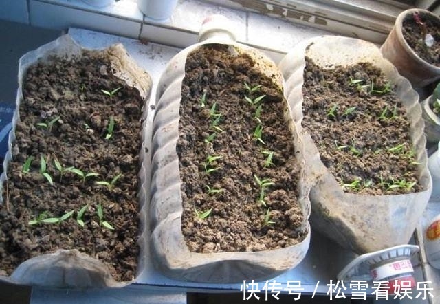 “2种菜”适合种阳台,1个空油桶就搞定,长出“红辣椒”一串串