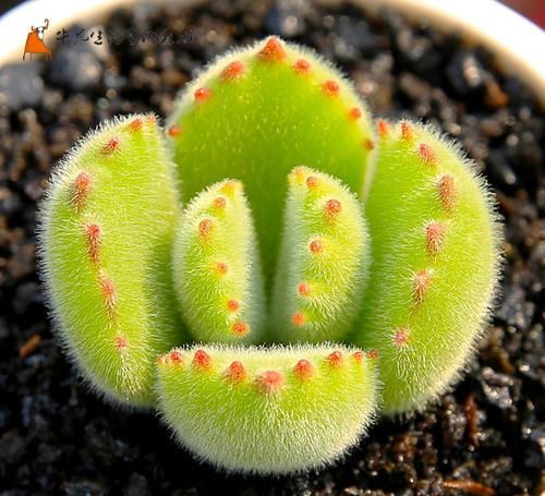 3种多肉，伏天越晒越美，夏天是它们的舞台，绽放绚丽色彩