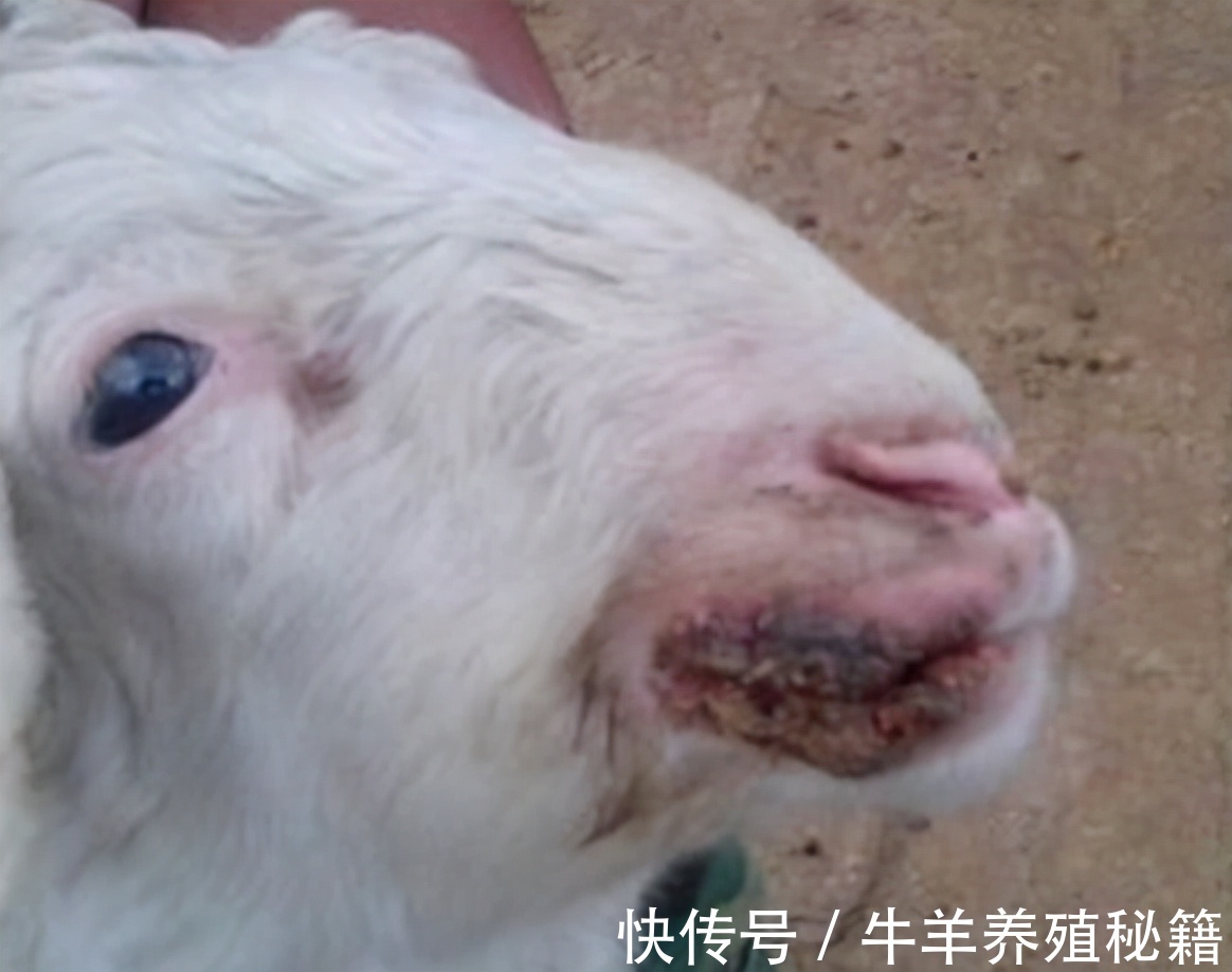 口蹄疫|小羊羔口疮的快速治疗方法,小羊羔得口疮病怎么治疗?快收藏吧
