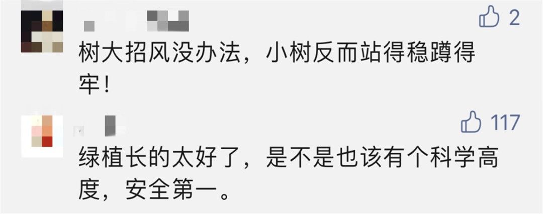 坚强|上海一棵树刷屏了！狂风巨浪中屹立不倒，居然这么有来头