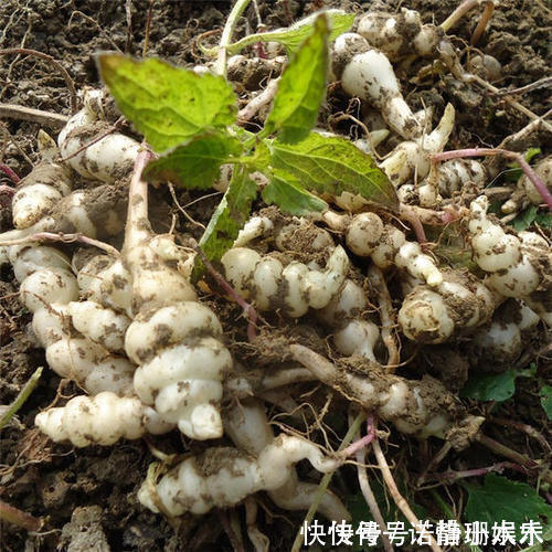 长得像螺丝,地下才能挖到,可直接吃也可当咸菜,一斤卖20元