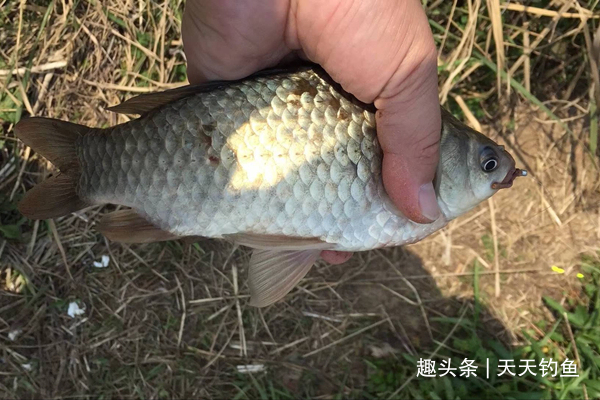 窝点|冬季钓鲫鱼，打窝一定不能将就，多用上几招，持久留鱼避免散窝