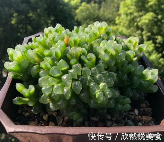 玉露|养1年的玉露群生,盆内显得太挤,狠心将其拆了,结果成玉露大户