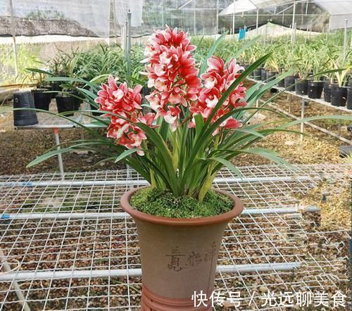 它是兰花中的“香祖”,红杆红花,一开就是20朵,每年可开花3次