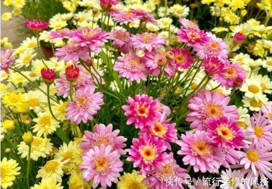 养花|养花试试此4种,一次开花300朵,家里变成花园