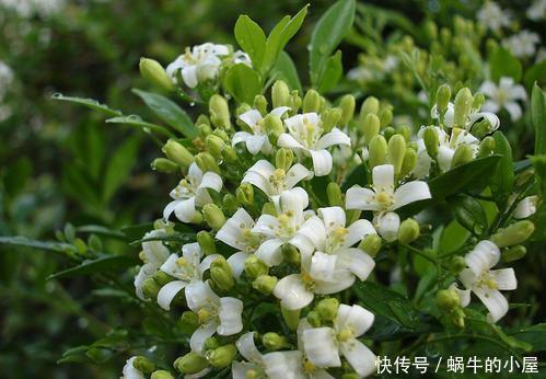 茉莉花|4种花现在养一盆正当时,个个开成大花球,耐热耐晒颜值高