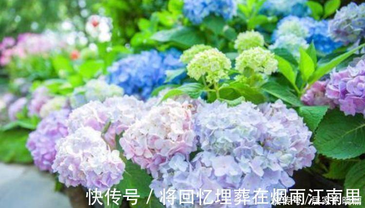 绣球花|家里要养4种花，开花吉祥又喜庆，一开就300多天！