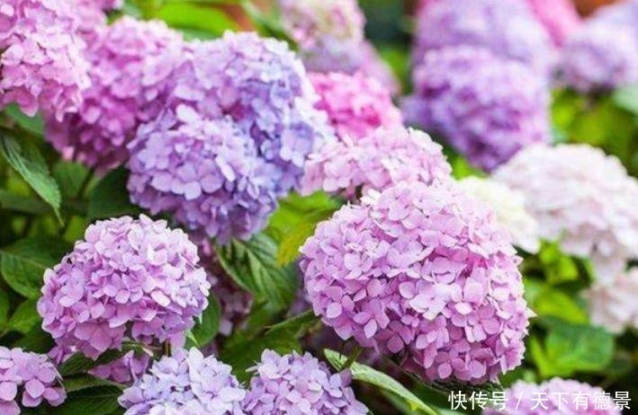 4种漂亮花,好打理,易爆盆,美不胜收,你养了吗