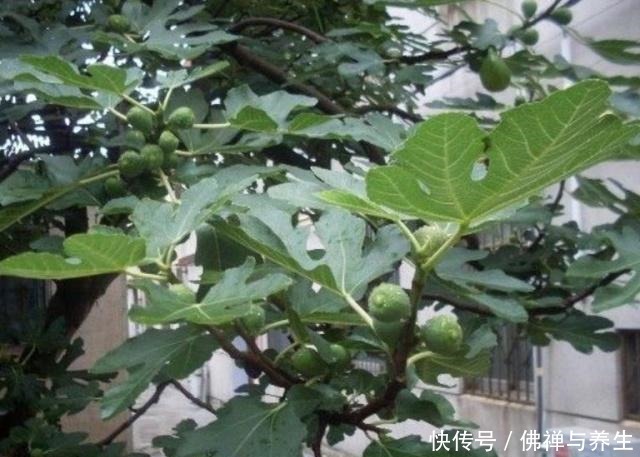 院子里种树,“3种树”很适合,棵棵生长旺,每年结果几十斤!