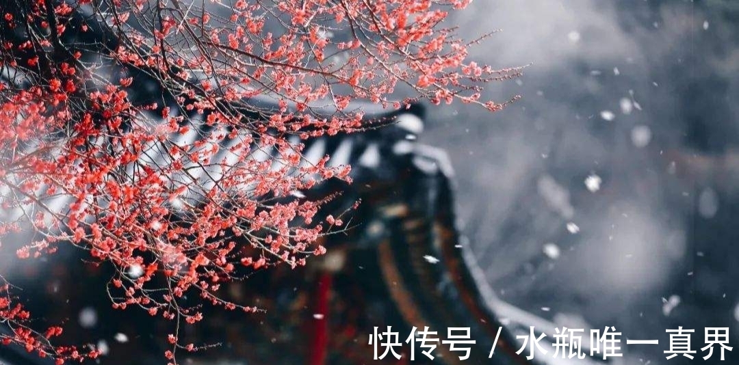 梅香&时入腊月春可盼,雪落伴梅香,婉约在人间