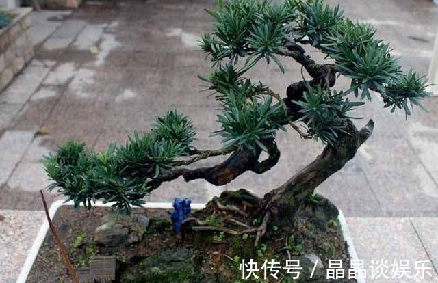 技巧|3种名贵盆景山上遍地有，教你养护技巧，个个价值高造型佳