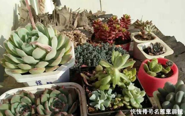 多肉养1盆死1盆?记住这4条规则就能一个劲地长,又肥又漂亮