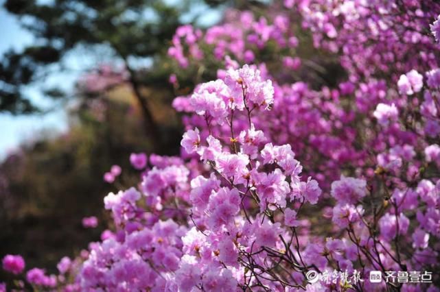 花开又一年！蓝槿花悄然绽放，与鸟鸣山涧相伴美到极致！