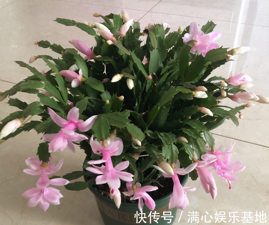 害怕蟹爪兰夏季打蔫,告诉你几个关键操作,让它叶片油绿硬挺