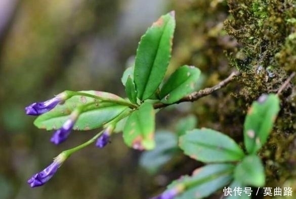 破坏|这种野生物，若它生长在你家周边的石头上，千万别随意破坏！