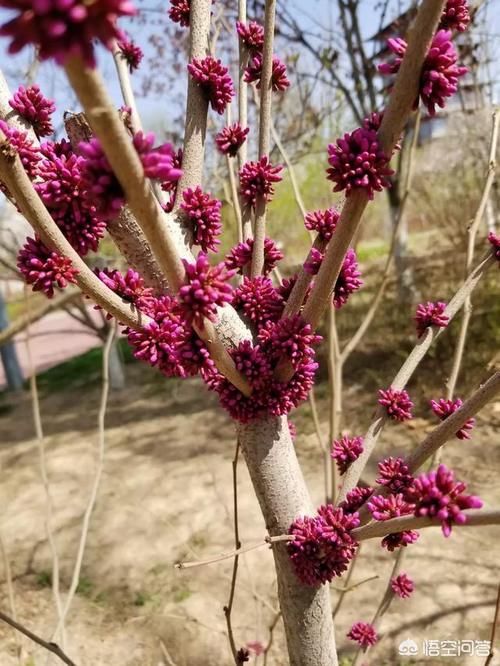 有些紫荆花为什么长在树干上，而不是树枝上？