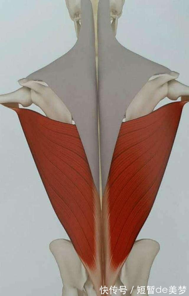 引体向上|训练背阔肌最好的7个动作,做对了让你的训练效果大不同