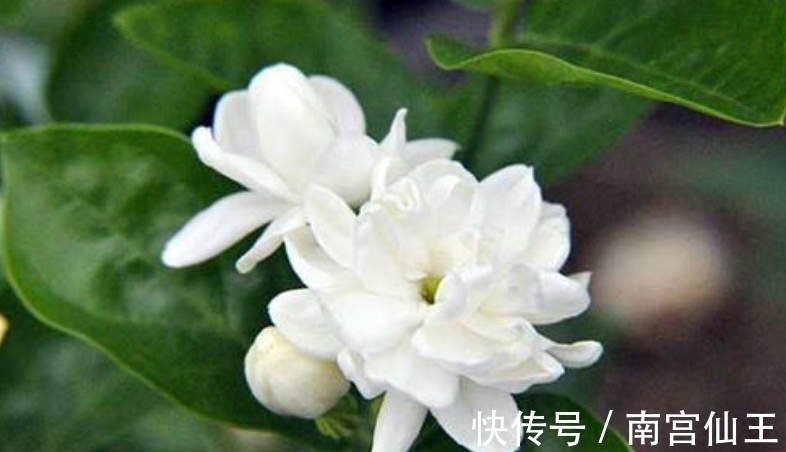 元素|养花肥料分“四类”,缺1种就难养好,家中要常备才行!