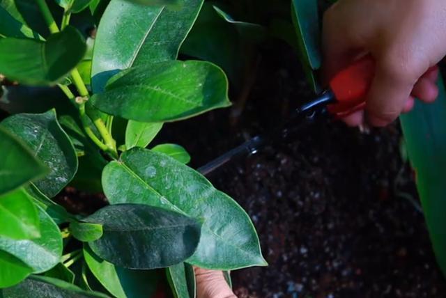 家里爬藤植物长不快,教你一招,爬藤飞快还不容易长虫